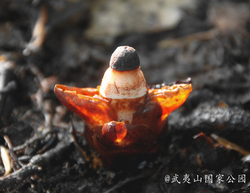 帽蕊草